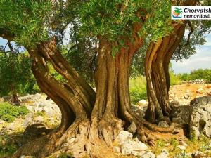 Prodej bytu 2+kk, Lun, Chorvatsko, 70 m2