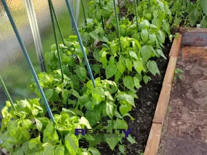 Prodej zahrady, Podbořany, Sídliště Míru, 200 m2