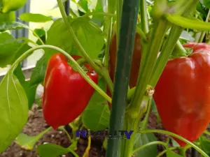 Prodej zahrady, Podbořany, Sídliště Míru, 200 m2