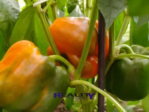 Prodej zahrady, Podbořany, Sídliště Míru, 200 m2