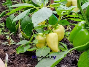 Prodej zahrady, Podbořany, Sídliště Míru, 200 m2