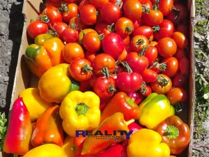 Prodej zahrady, Podbořany, Sídliště Míru, 200 m2