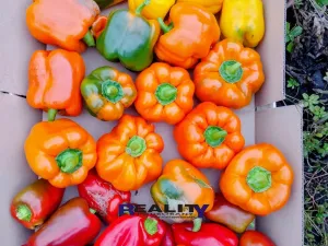 Prodej zahrady, Podbořany, Sídliště Míru, 200 m2