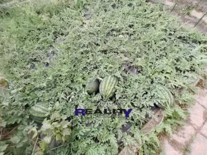 Prodej zahrady, Podbořany, Sídliště Míru, 200 m2