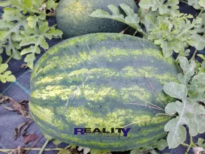 Prodej zahrady, Podbořany, Sídliště Míru, 200 m2