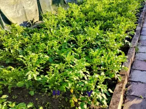 Prodej zahrady, Podbořany, Sídliště Míru, 200 m2