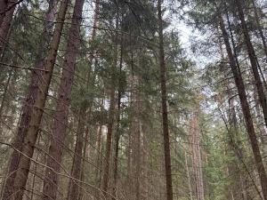 Prodej podílu lesa, Ledenice, 4462 m2