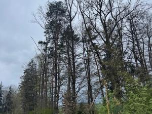 Prodej podílu lesa, Čížkov, 1076 m2