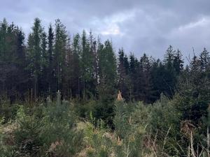 Prodej podílu lesa, Čížkov, 1076 m2