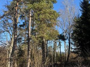 Prodej lesa, Mrákotín, 2434 m2