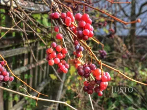 Prodej rodinného domu, Lipoltice - Sovoluská Lhota, 116 m2