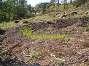 Prodej lesa, Růžďka, 21209 m2