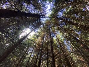 Prodej lesa, Lánov - Horní Lánov, 15278 m2