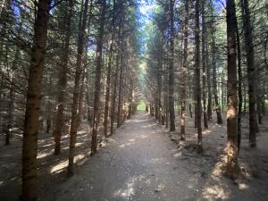 Prodej lesa, Lánov - Horní Lánov, 15278 m2