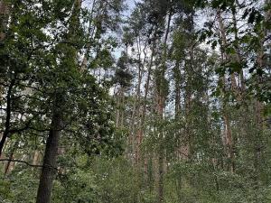 Prodej podílu lesa, Břehy, 2081 m2