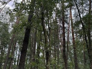 Prodej podílu lesa, Břehy, 2081 m2