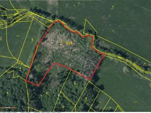 Prodej lesa, Přeckov, 87000 m2
