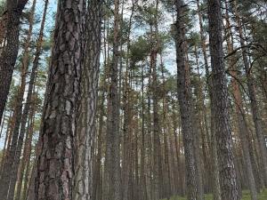 Prodej lesa, Čermná, 9742 m2