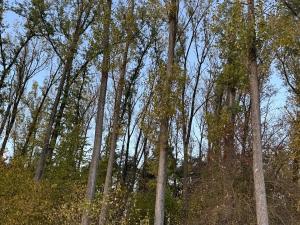 Prodej lesa, Sány, 1918 m2