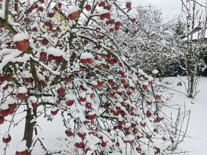 Prodej vily, Svárov, Ptická, 326 m2