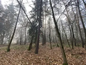 Prodej lesa, Chářovice, 617 m2