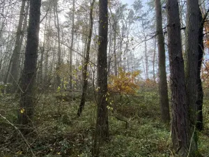 Prodej lesa, Chářovice, 617 m2