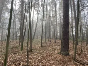 Prodej lesa, Chářovice, 4568 m2