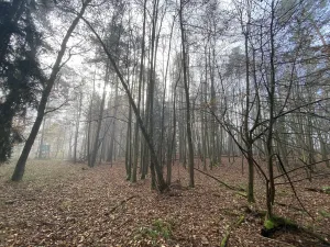 Prodej lesa, Chářovice, 4568 m2