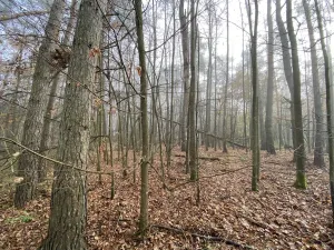Prodej lesa, Chářovice, 4568 m2
