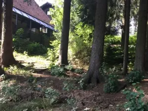 Prodej lesa, Česká Čermná, 419 m2