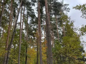 Prodej podílu lesa, Blížejov, 1818 m2