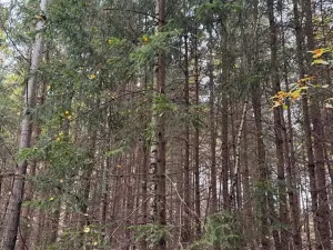 Prodej lesa, Chrášťany, 11900 m2