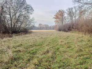 Prodej pole, Oseček, 76028 m2