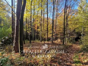 Prodej lesa, Hradec nad Moravicí - Filipovice, 11917 m2