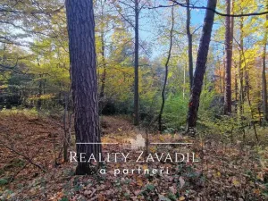Prodej lesa, Hradec nad Moravicí - Filipovice, 11917 m2