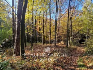 Prodej lesa, Morávka, 27814 m2