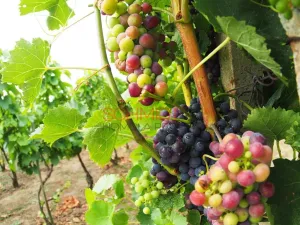 Prodej sadu/vinice, Kobylí, 1799 m2