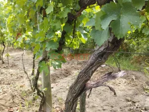 Prodej sadu/vinice, Kobylí, 1799 m2