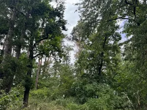 Prodej lesa, Bavorov, 10907 m2