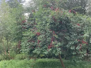 Prodej pozemku, Staňkovice, 438 m2