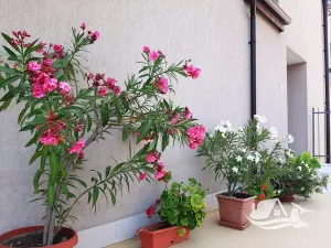 Prodej bytu 2+kk, Bjala, Bulharsko, 73 m2