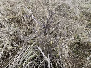 Prodej lesa, Kostelní Lhota, 9438 m2