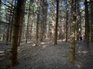 Prodej lesa, Lánov - Horní Lánov, 15278 m2