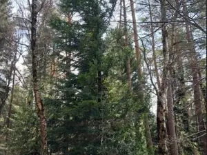 Prodej podílu lesa, Lidečko, 48058 m2