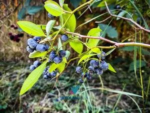 Prodej zahrady, Teplice, Kopřivová, 400 m2