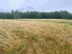 Dražba louky, Nové Sedlo, 49321 m2