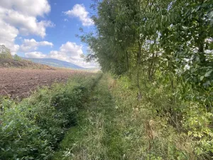 Prodej lesa, Lánov - Horní Lánov, 15278 m2