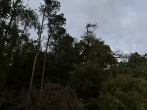 Prodej lesa, Nezdice, 4671 m2