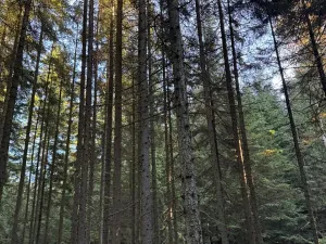 Prodej lesa, Havlovice, 13402 m2