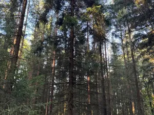 Prodej lesa, Havlovice, 13402 m2